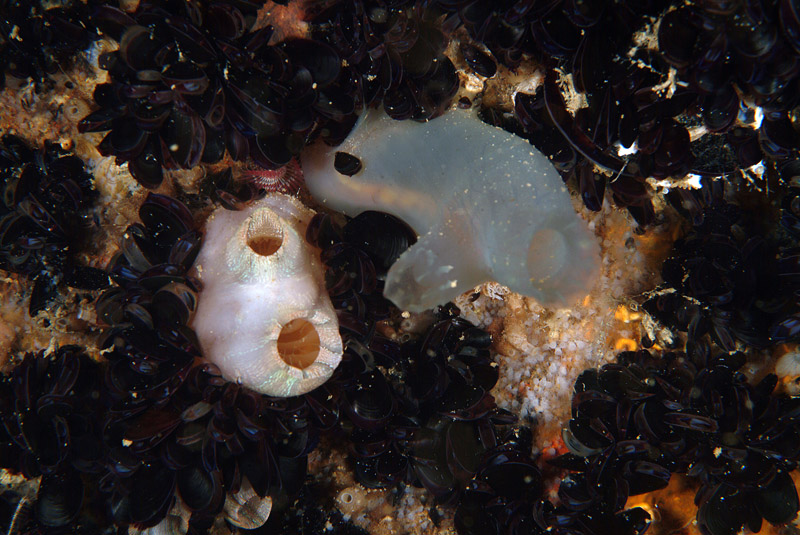 Ciona intestinalis